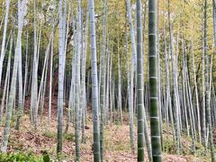 -上海佘山国家森林公园天马山园