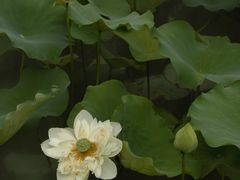 -黄兴公园