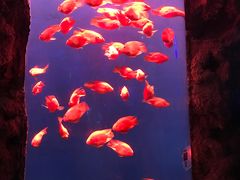 -锦艺城海洋馆
