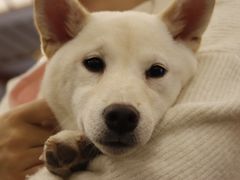 -豆柴町-柴犬主题狗咖(红鼎国际C座店)