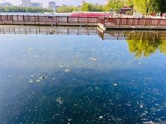 -莲花池公园