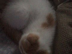 -猫大福·Fortune Cat猫舍(百子湾店)