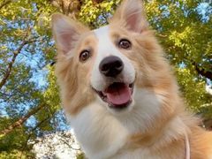 -翊宠yipet猫狗购宠庄园犬舍•猫舍