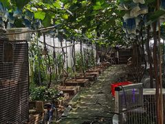 -马陆小张葡萄园农家乐