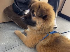 -瑞派伍一宠物医院·眼科·骨科·猫科转诊中心(马王堆院)