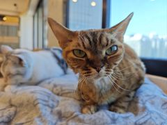-有喵·猫咖·狗咖·30几只猫10只小狗(岗厦店)