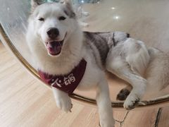-Husky Go! 哈士奇体验馆·宠物咖啡厅狗咖