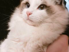 -Bastet sally猫舍购宠(静安店)