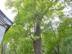 -北京上方山国家森林公园