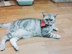 -猫色咖啡·猫咖
