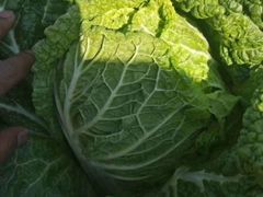 白菜-永兴食杂店烘焙坊(新年蛋糕店)