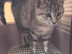 -宠福鑫康馨动物医院·骨科·眼科