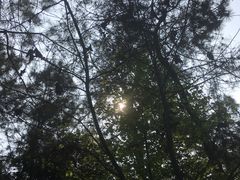 -铁山坪森林公园