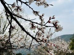 -北京十三陵国家森林公园蟒山景区