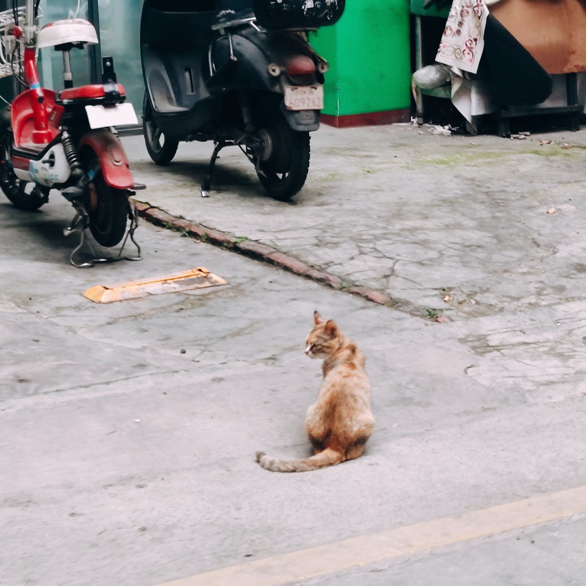 马路边的小猫咪们
