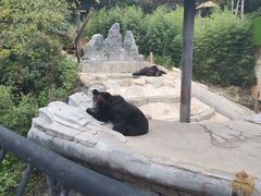 -云南野生动物园