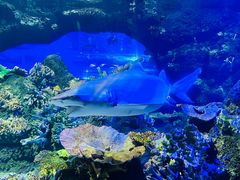 -江和美海洋公园