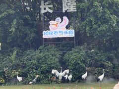 -广州长隆飞鸟乐园
