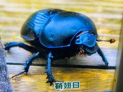 -上海昆虫博物馆