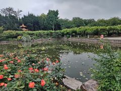 -嘉定紫藤园
