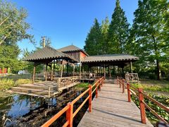 -滕州微山湖红荷湿地景区