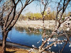 -桃花堤公园