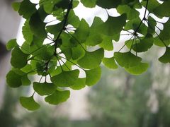 -陕西师范大学(雁塔校区)
