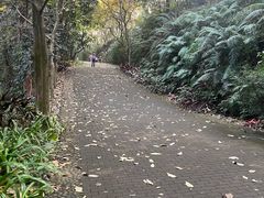 -滴水岩森林公园