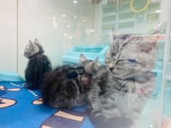 -糯米喵星人·撸猫猫舍咖啡馆(西市场嘉华店)