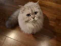 -猫友咖啡店(玉林西路店)