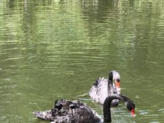 -长白岛森林公园