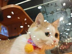 -欣宠猫屋·矮脚拿破仑·蓝金金渐层