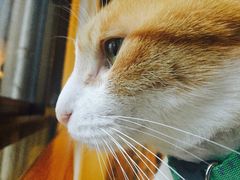 -猫咖时代(中山亭店)