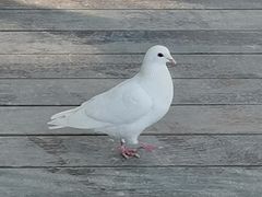 -良渚古城遗址公园