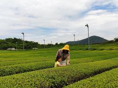 -雪绿茶博物馆
