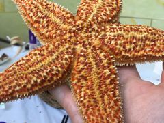 -宾朋海鲜美食餐厅·特色美食(兴海路店)