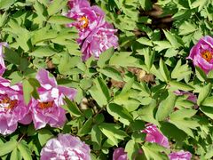 -洛阳郁金香牡丹园