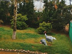 -西霞口神雕山野生动物世界