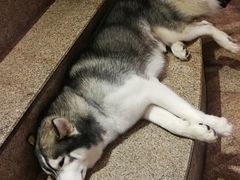 -more than meow吴止猫主题餐厅(承德 中船汇店)