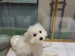 -FAELING PETS美天灵宠物(合生汇店)