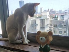 -猫在这儿猫咪咖啡馆·撸猫馆