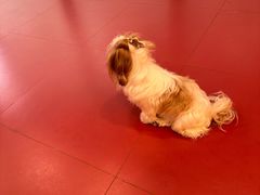-和它·交个朋友·狗咖猫咖(爱琴海店)