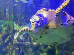 -太平洋海底世界