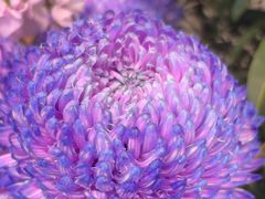 -爱尚幸福鲜花(上地实体店)