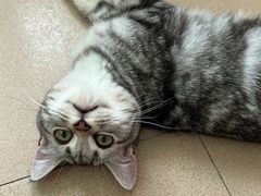 -lincat·猫舍(广州店)
