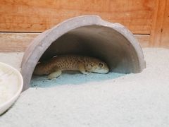 -上海大自然野生昆虫馆(东方明珠·爬宠昆虫探索中心)