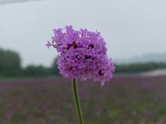 -北京东方普罗旺斯薰衣草庄园