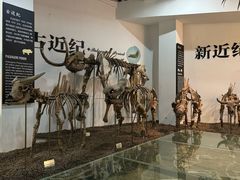 -烟台自然博物馆
