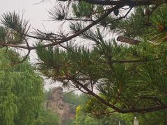 -成吉思汗公园
