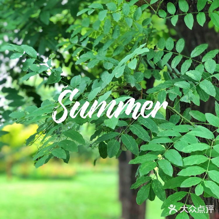 醉美聊城—九州洼月季公园